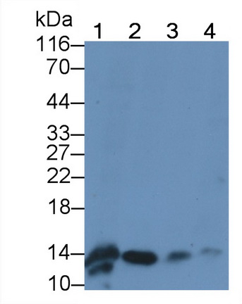 MAB243Hu21.jpg