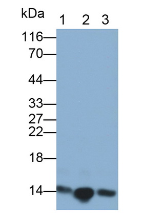 MAB243Hu29.jpg