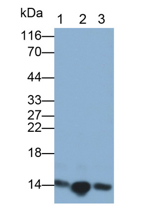 Monoclonal Antibody to Heart-type Fatty Acid Binding Protein (H-FABP)