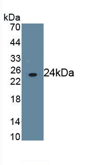 MAB271Hu22.jpg