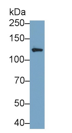 Monoclonal Antibody to Integrin Alpha V (ITGaV)