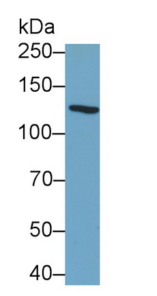 Monoclonal Antibody to Integrin Alpha V (ITGaV)