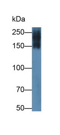 Monoclonal Antibody to Microtubule Associated Protein 2 (MAP2)