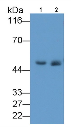 Monoclonal Antibody to Elastin (ELN)