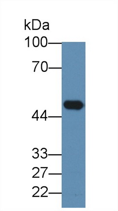 MAB337Hu24.jpg