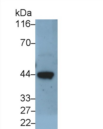 MAB337Hu29.jpg