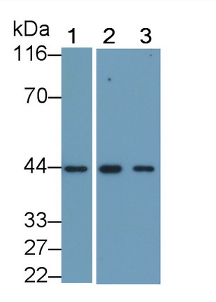 Monoclonal Antibody to Actin Alpha 2, Smooth Muscle (ACTa2)