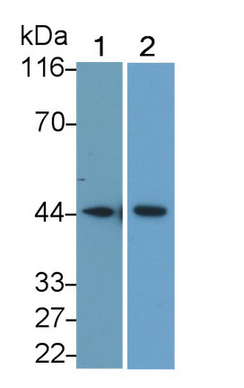 MAB342Mi22.jpg