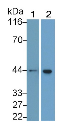 MAB342Mi23.jpg