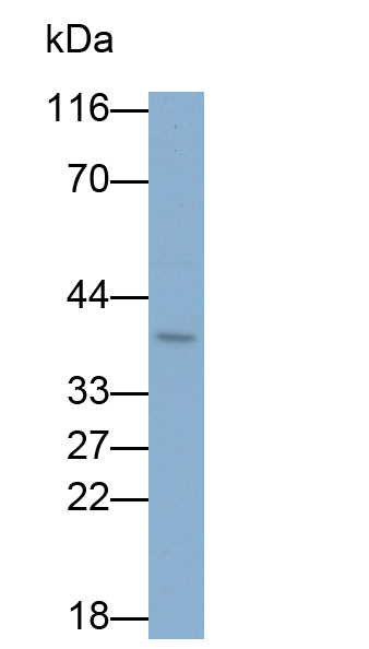 MAB345Hu22.jpg