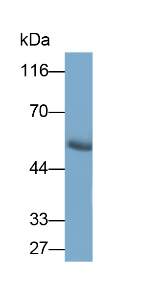 Monoclonal Antibody to 5-Lipoxygenase (5-LO)