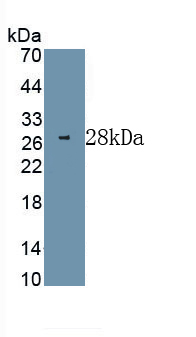 Monoclonal Antibody to Extracellular Signal Regulated Kinase 1 (ERK1)