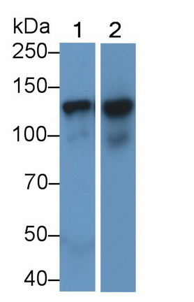 Monoclonal Antibody to Cadherin 5 (CDH5)