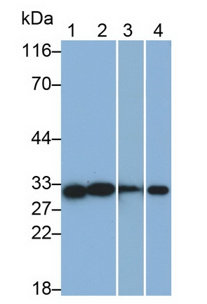 Monoclonal Antibody to Cluster of Differentiation 90 (CD90)