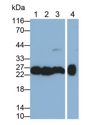 Monoclonal Antibody to Cluster of Differentiation 90 (CD90)