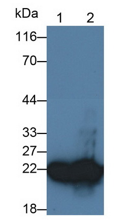 Monoclonal Antibody to Cluster of Differentiation 90 (CD90)