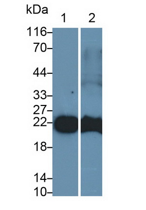 Monoclonal Antibody to Cluster of Differentiation 90 (CD90)