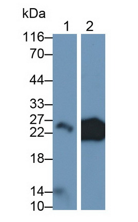 Monoclonal Antibody to Cluster of Differentiation 90 (CD90)