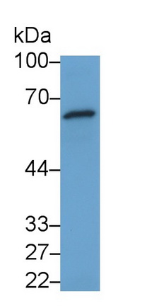 MAB425Hu21.jpg