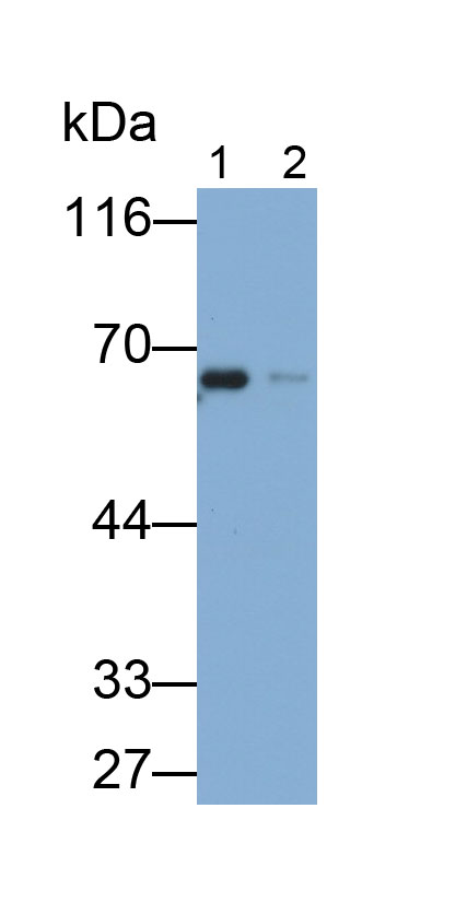 MAB438Ra24.jpg