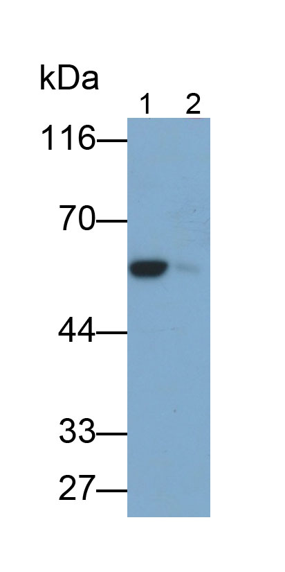 MAB438Ra25.jpg