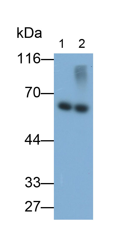 MAB438Ra27.jpg