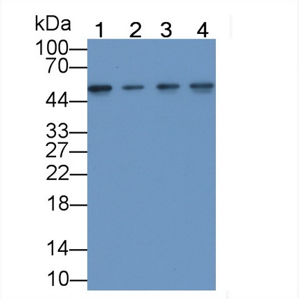 Monoclonal Antibody to Enolase 1 (ENO1)