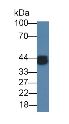 MAB459Ge21.jpg