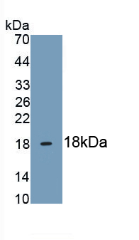 MAB479Hu22.jpg