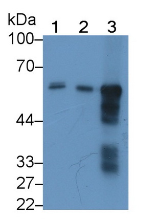 Monoclonal Antibody to Salivary Alpha Amylase (AMY1A)