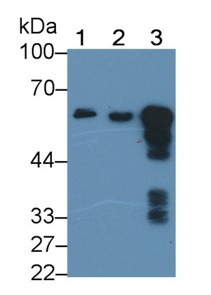 Monoclonal Antibody to Salivary Alpha Amylase (AMY1A)