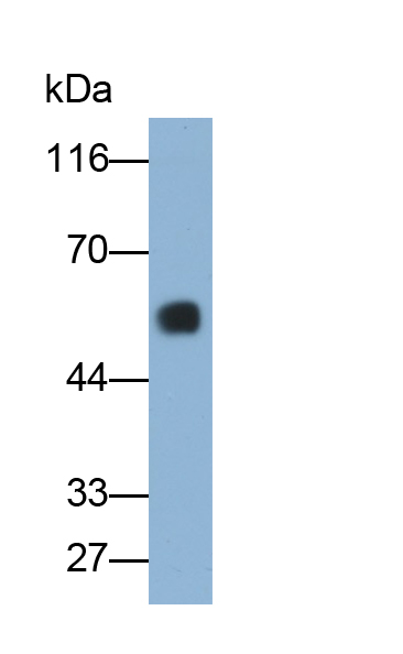 Monoclonal Antibody to Salivary Alpha Amylase (AMY1A)