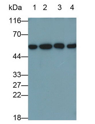 MAB486Ra29.jpg