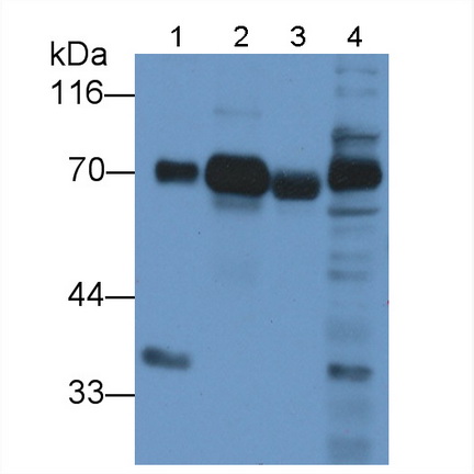 Monoclonal Antibody to Dystrophin (DMD)