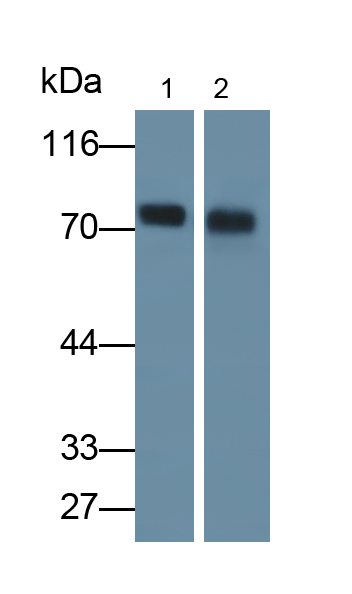 Monoclonal Antibody to Dystrophin (DMD)