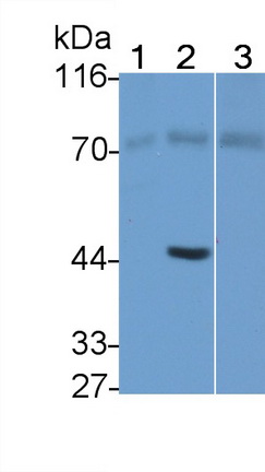 Monoclonal Antibody to Dystrophin (DMD)