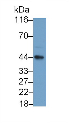 MAB509Hu21.jpg