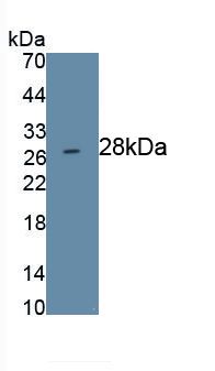 Monoclonal Antibody to Prominin 1 (PROM1)