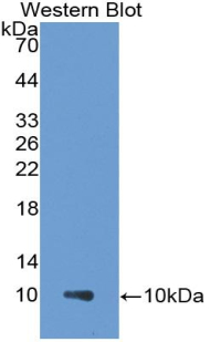 Monoclonal Antibody to Pulmonary Activation Regulated Chemokine (PARC)