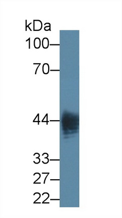 Monoclonal Antibody to Lipopolysaccharide (LPS)