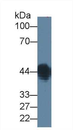 Monoclonal Antibody to Lipopolysaccharide (LPS)