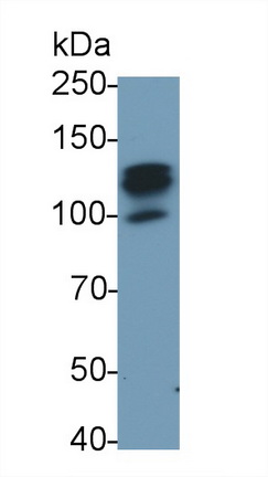 MAB535Mu22.jpg