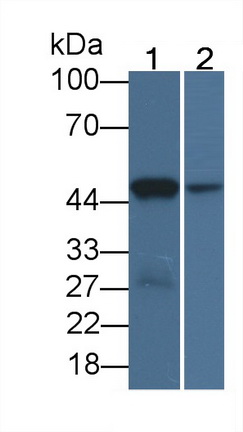 Monoclonal Antibody to Indoleamine-2,3-Dioxygenase (IDO)