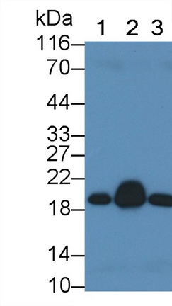 MAB559Hu23.jpg