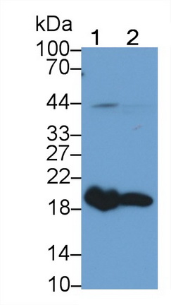 Monoclonal Antibody to Cofilin 1 (CFL1)