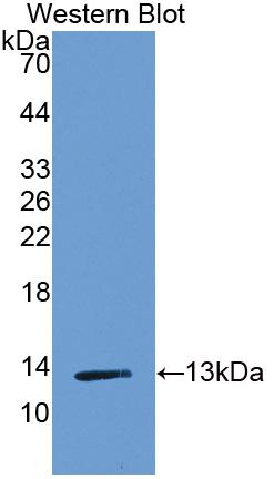 Biotin-Linked Monoclonal Antibody to Fatty Acid Binding Protein 1 (FABP1)