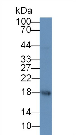 Monoclonal Antibody to Chorionic Gonadotropin Alpha Polypeptide (CGa)