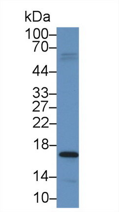 Monoclonal Antibody to Chorionic Gonadotropin Alpha Polypeptide (CGa)