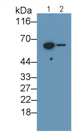 Monoclonal Antibody to Interleukin 10 Receptor Beta (IL10Rb)