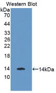 Monoclonal Antibody to Myostatin (MSTN)